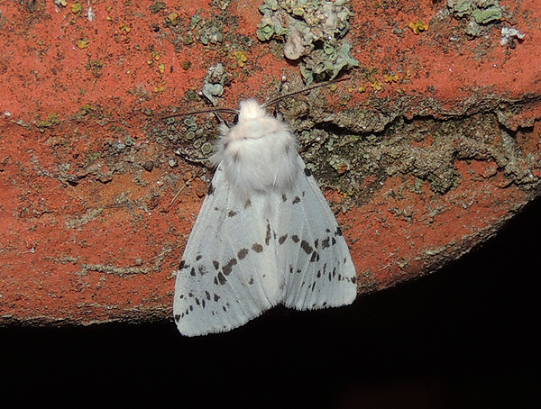 Spilosoma lubricipedum Erebidae